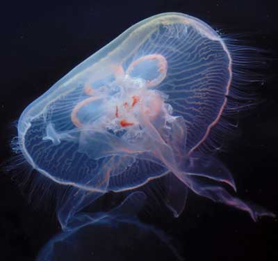 Moon jelly