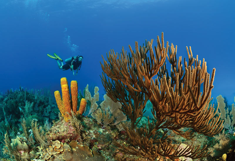 Cayman Brac scuba diver reef
