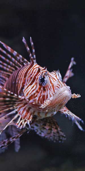 lionfish