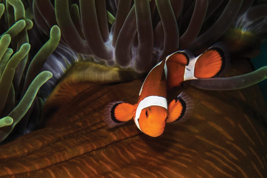 Clownfish - Philippines