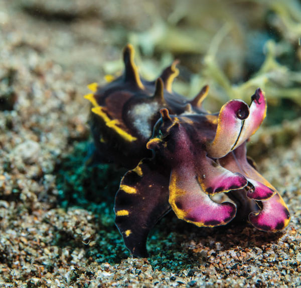 Cuttlefish - Philippines