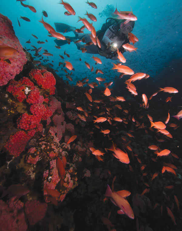 Scuba diving in the Philippines - Verde Islands