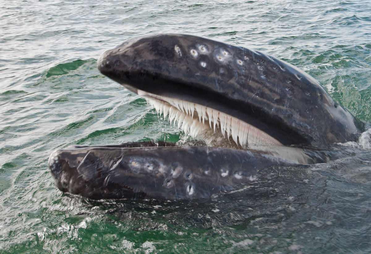 Cetaceans - baleen whale