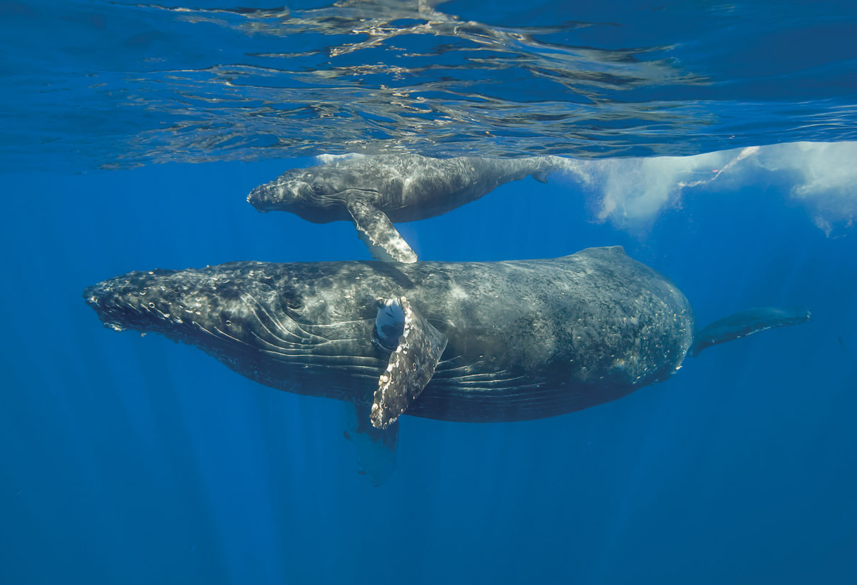 Cetaceans - humpback whales