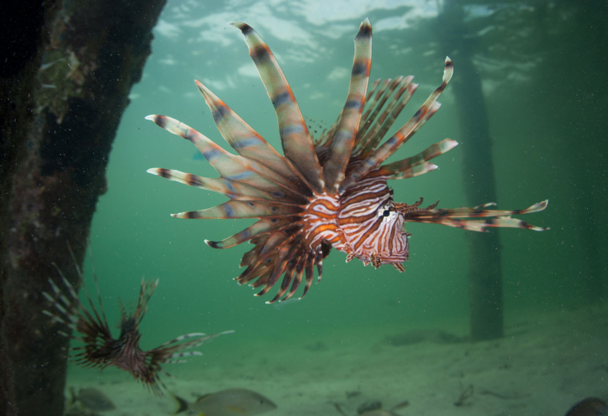 hawaiian green lionfish