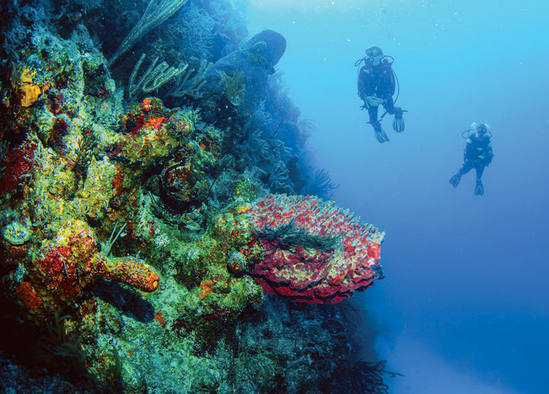 Dive Provo Turks and Caicos
