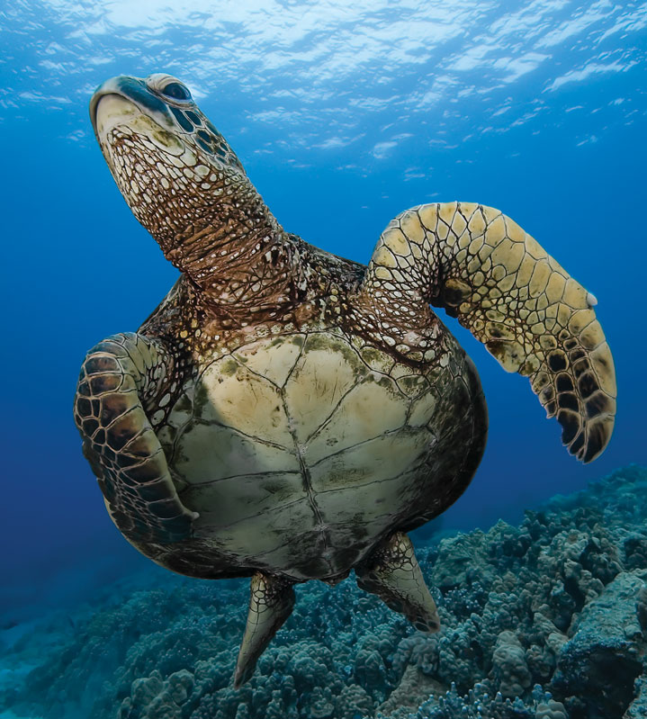 Sea turtle in Hawaii