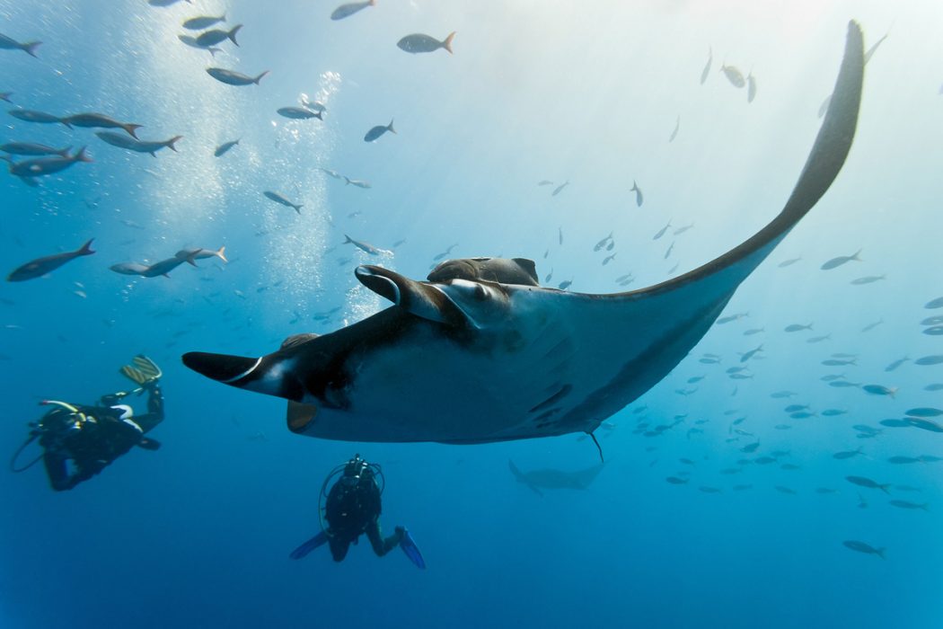Manta ray and divers