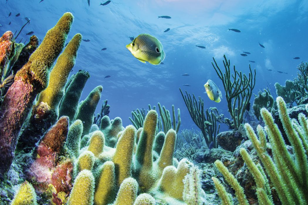 British Virgin Islands scuba reef