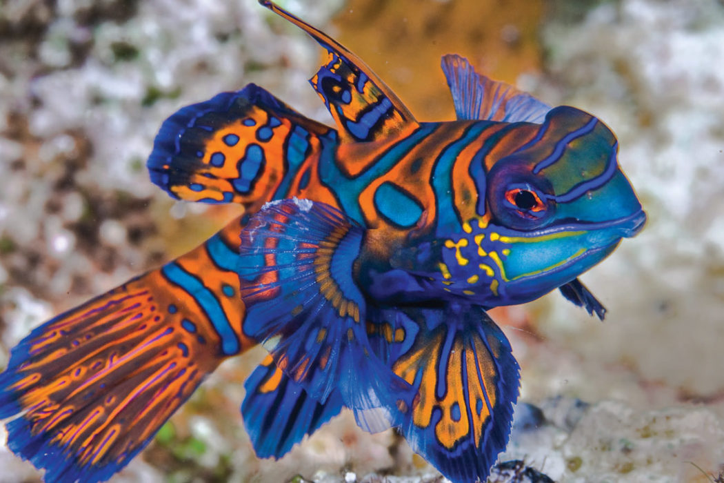 Unforgettable Fishes: Frogfish And Mandarinfish