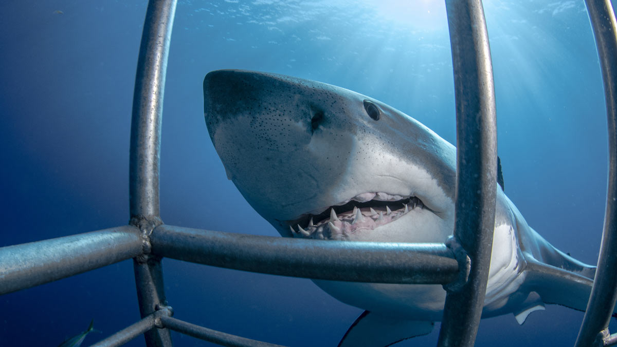 great white shark cage