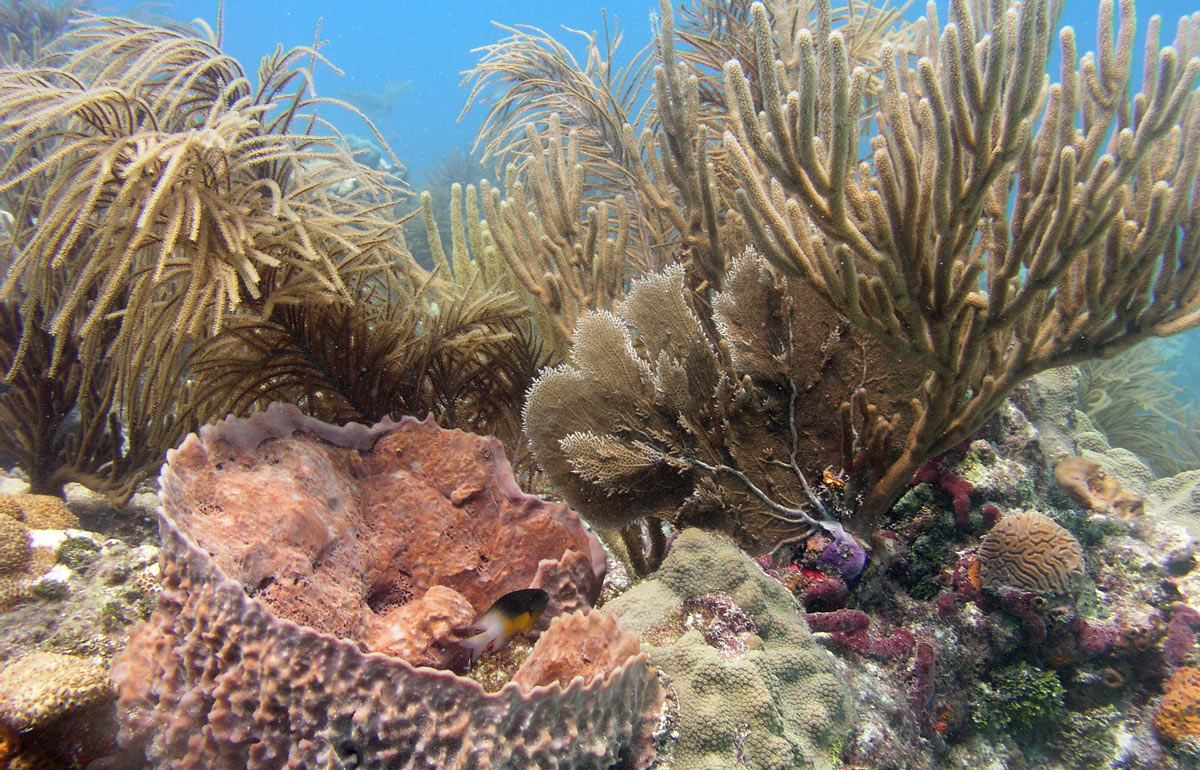 Reef in the Florida Keys