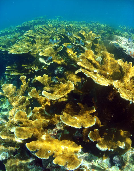 Elkhorn coral, Horseshoe Reef