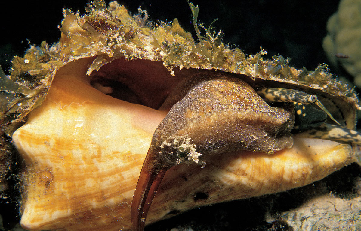 queen conch